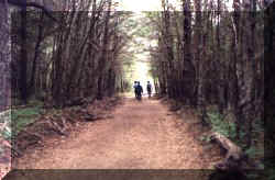 Sendero en Peninsula de Quetrihu