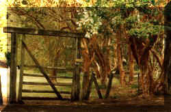 Bosque de Arrayanes