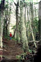 Bosque de Lengas