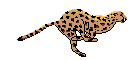 ANIMALES RAROS